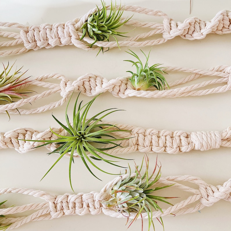 May include: A set of five macrame plant hangers with air plants. The hangers are made of natural cream-colored rope and have a simple, minimalist design. The air plants are green and add a touch of nature to the macrame.
