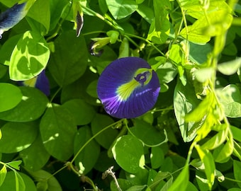 Semillas de flor de guisante mariposa / Clitoria ternatea / Flor de té azul / Enredadera trepadora de rápido crecimiento para pérgolas