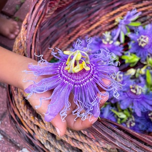 Passionflower Whole Flower | Passiflora incarnata | Hand-Picked Dry Flowers | Holy Trinity Flower | Maypop