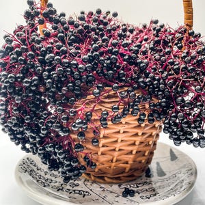 Dried Elderberries (Sambucus nigra) – USA Harvested, Whole Berries for Teas, Syrups, and Baking