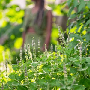 Tulsi Basilikum (Ocimum Tenuiflorum) - Natürlich gewachsene lose Blätter und Blüten für Infusionen, Tinkturen, Ruhe, Klarheit und Wohlbefinden