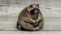 Ceramic Raccoon Figurine, Collectible Sculpture, Home Decor product logo