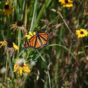Monarch In The Daisies, butterfly, flowers, daisies, colorful, yellow