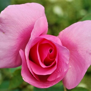 IN THE PINK rose, stunning, dewdrops, water, flower, garden, wall, art, decor