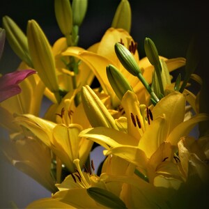 LILIES THROUGH the FENCE, yellow, bright, flowers, wall hanging, decor, garden, statement
