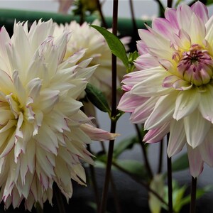 DISCOVERING DAHLIAS,white, flowers, fresh