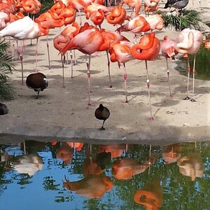 REFLECTIONS, birds, colorful, beach, water, vertical, flamingos, pink