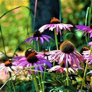May include: A close-up of a cluster of pink coneflowers with yellow centers.  Bees are perched on the flowers, collecting pollen.