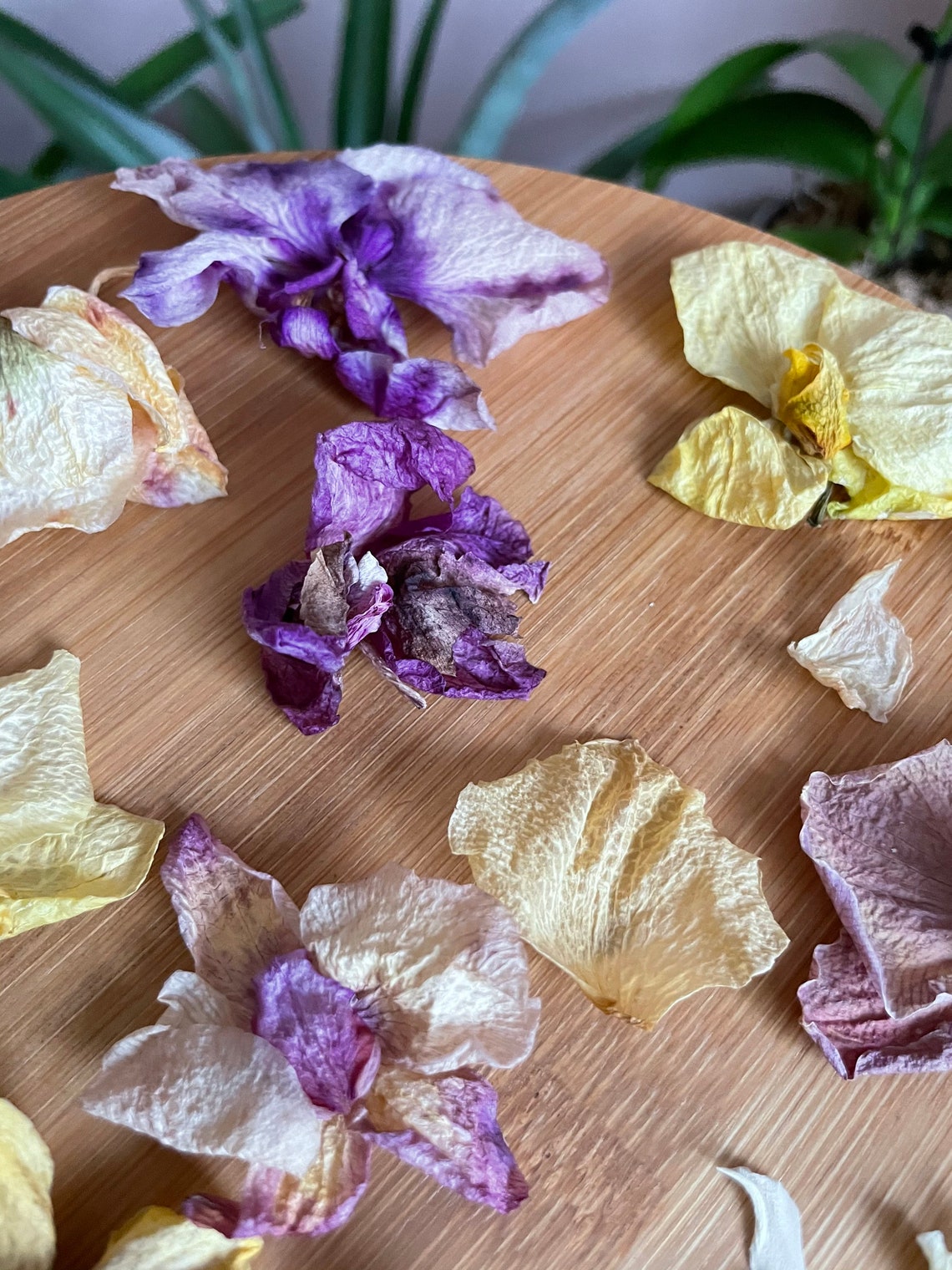 Dried flower petals & Multicolored orchid heads Real Dried Etsy