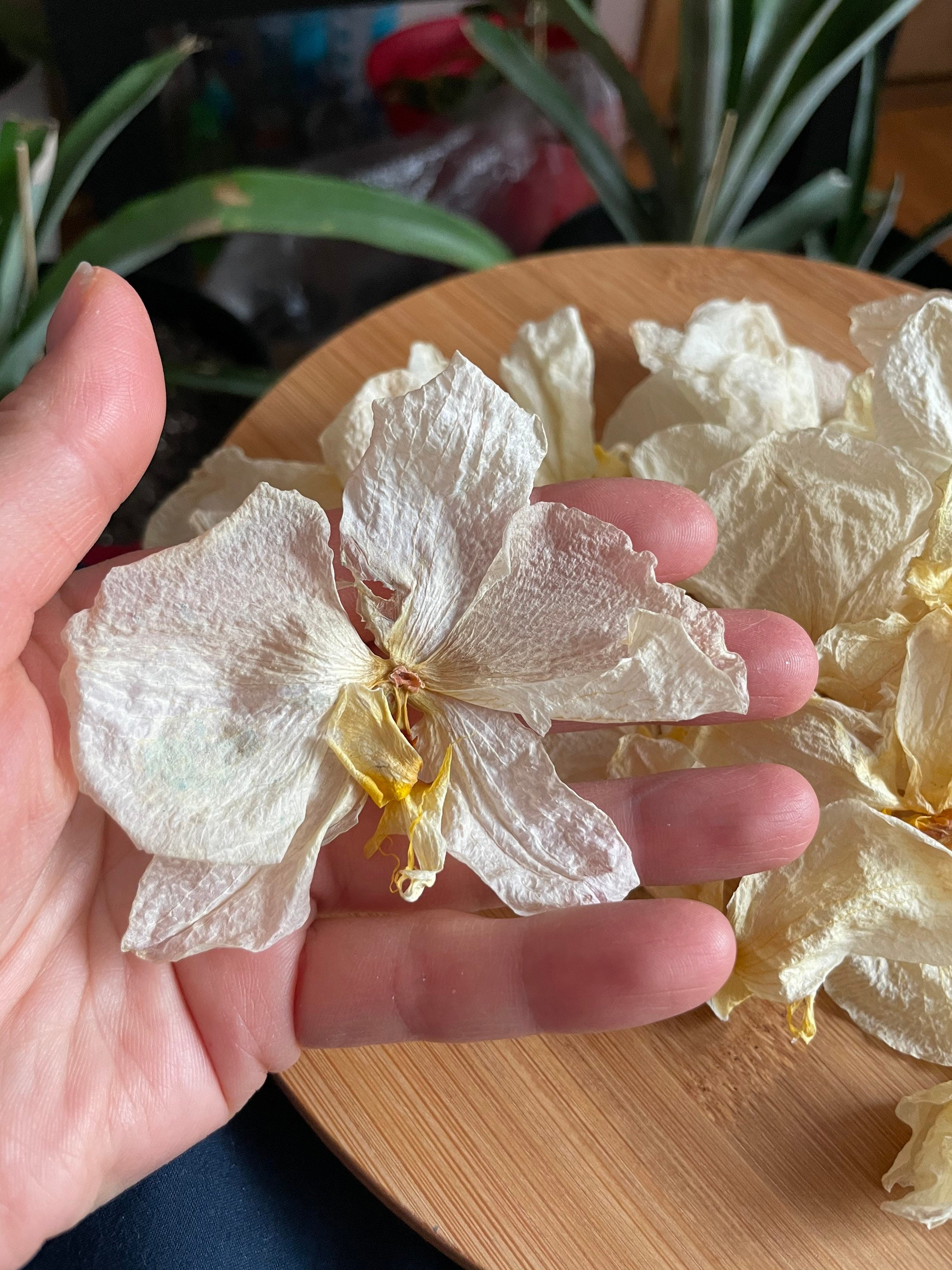 24 White orchid heads Pressed dried flowers Dried flower Etsy