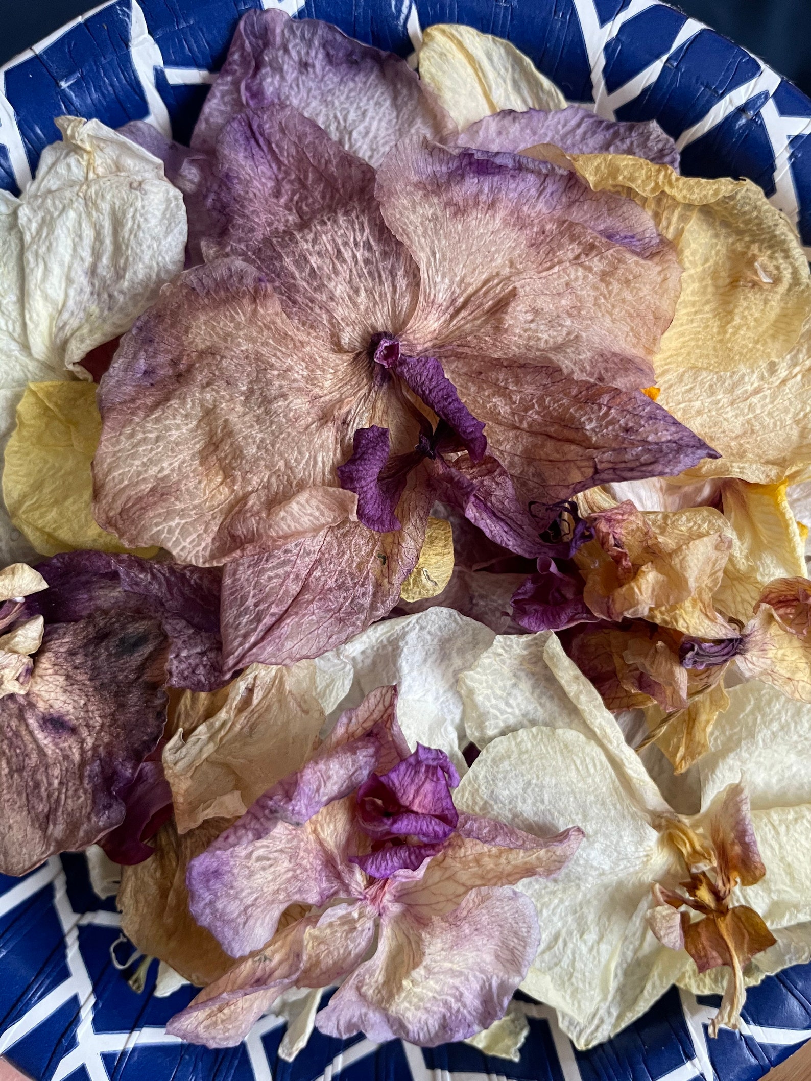 Dried flower petals & Multicolored orchid heads Real Dried Etsy