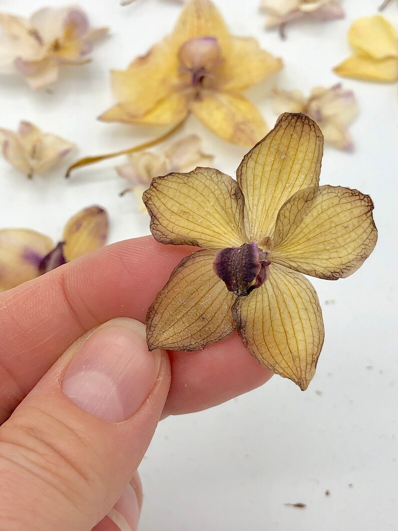 Herbarium Dried Orchid flower Embellishments Resin jewelry Etsy