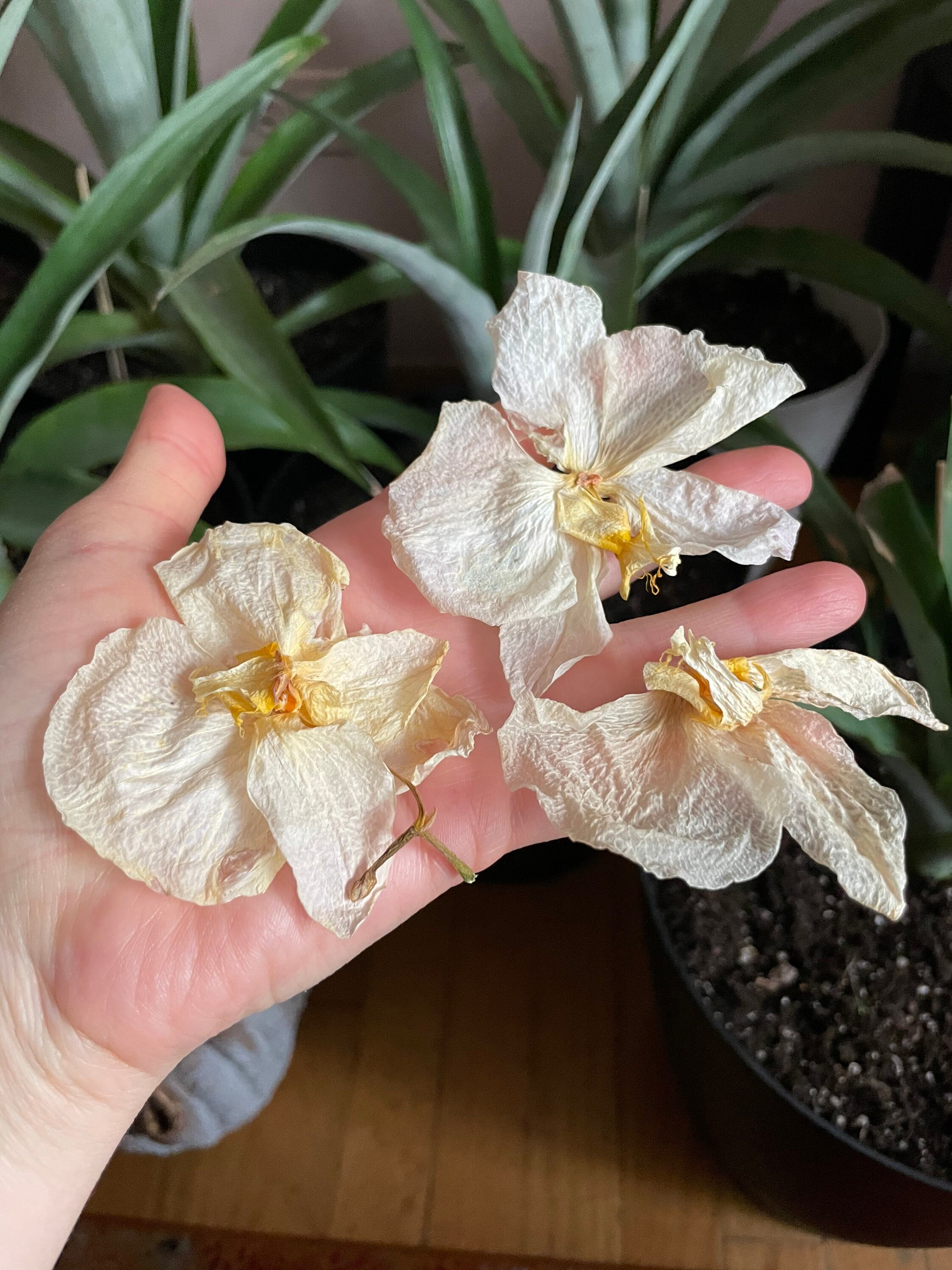 24 White orchid heads Pressed dried flowers Dried flower Etsy