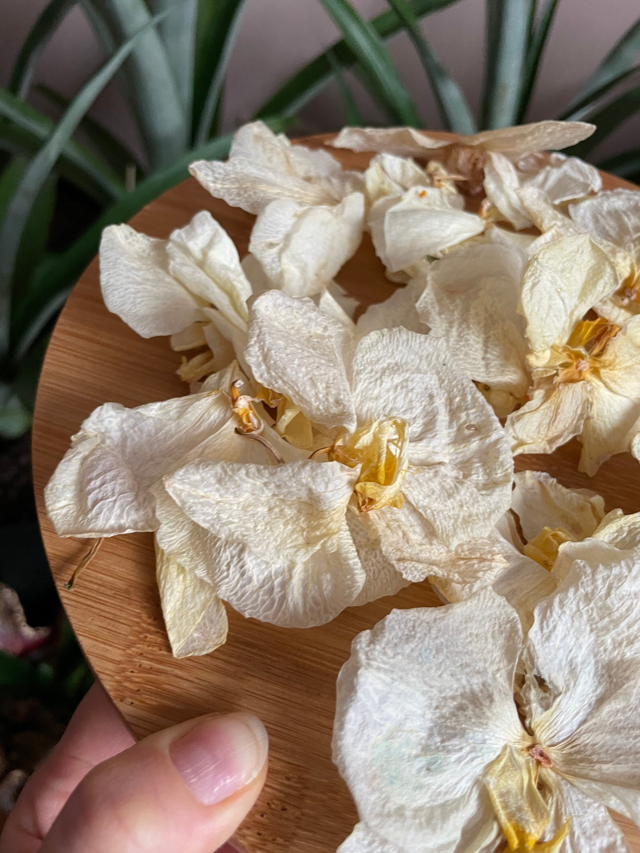 24 White orchid heads Pressed dried flowers Dried flower Etsy