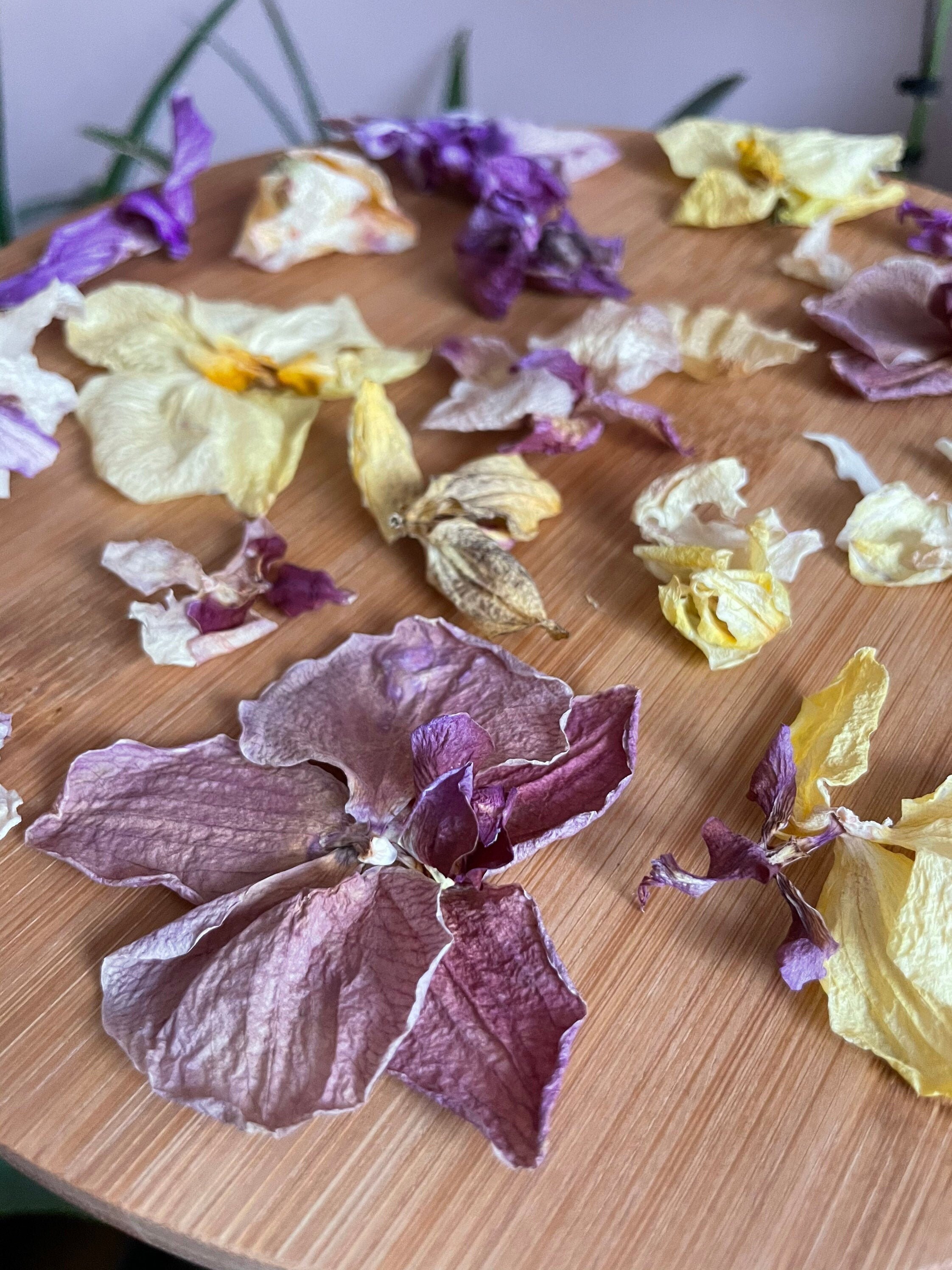 Dried flower petals & Multicolored orchid heads Real Dried Etsy