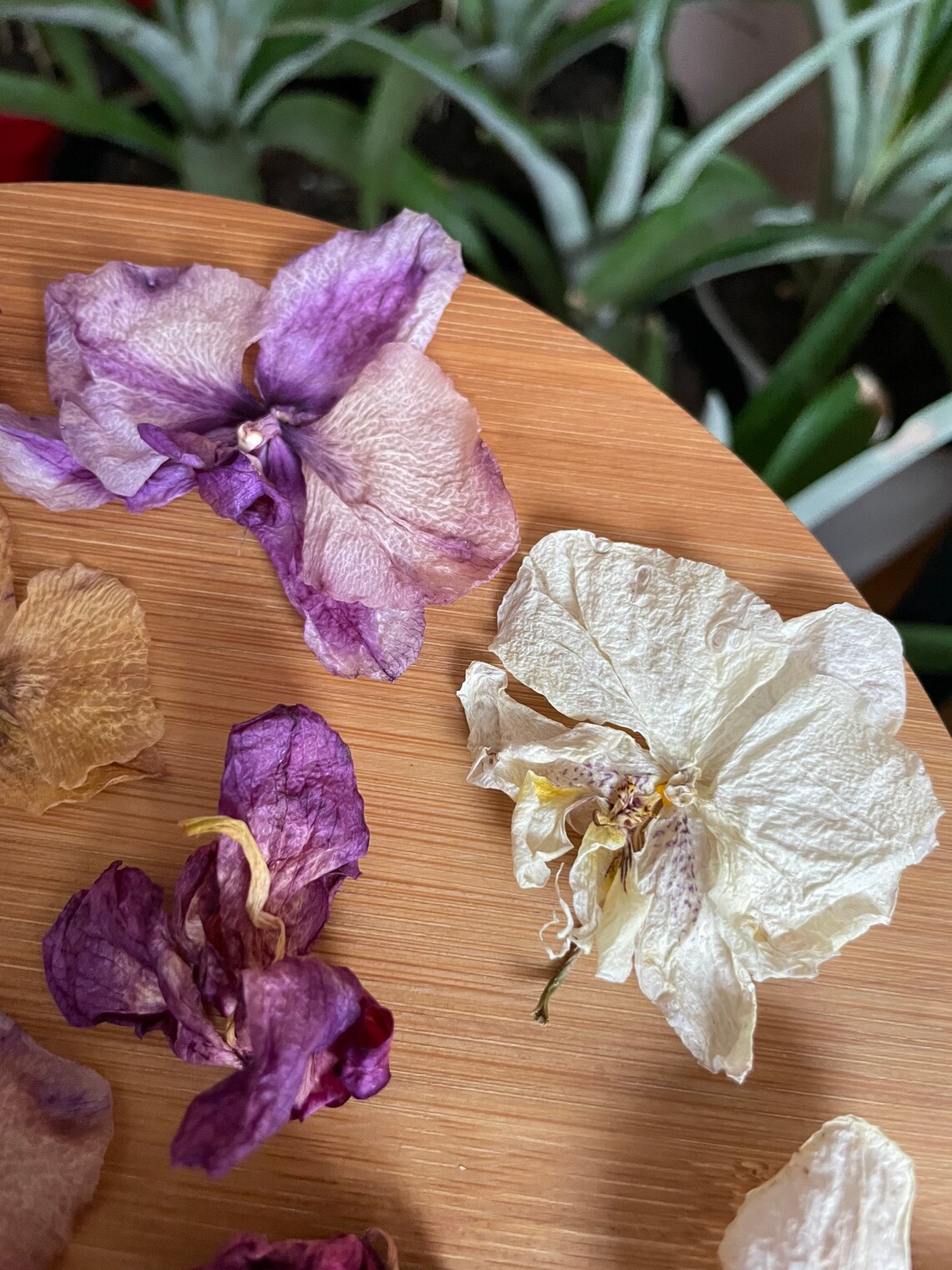 Dried flower petals & Multicolored orchid heads Real Dried Etsy