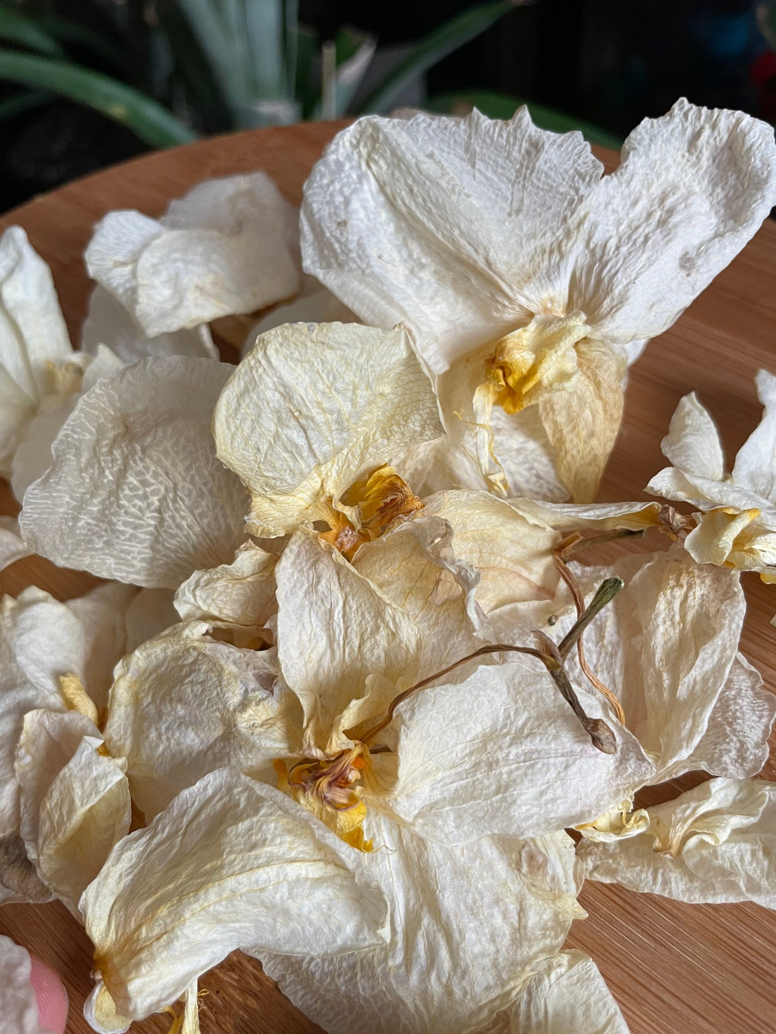24 White orchid heads Pressed dried flowers Dried flower Etsy