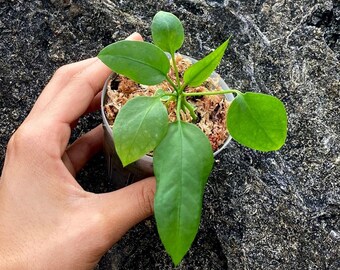 Anthurium Vittarifolium Seedlings - Grower's Choice