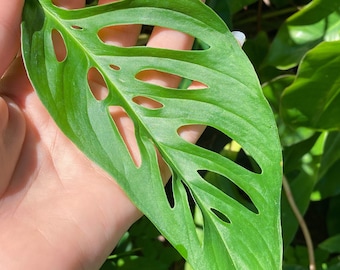 Monstera Adansonii Ssp Laniata [cutting] - Etsy