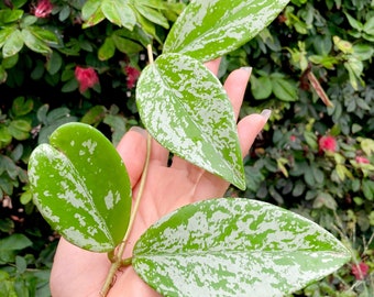Hoya Pubicalyx Splash- 6” Cutting