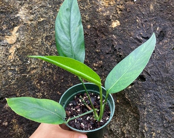 Epipremnum Pinnatum - Starter Plant