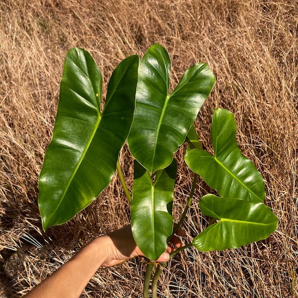 Philodendron Burle Marx - Cutting