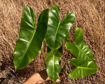 Philodendron Burle Marx - Cutting