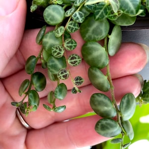 Peperomia Prostrata Turtles on a String Cuttings image 3