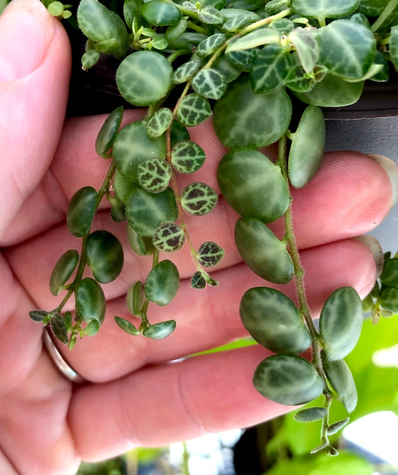 Peperomia Prostrata Turtles on a String Cuttings image 3