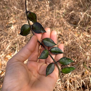 Hoya Krohniana Black - 6”Cutting