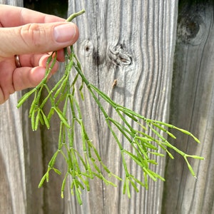 Rhipsalis Salicornioides 6” cutting