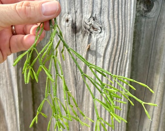 Rhipsalis Salicornioides 6” cutting