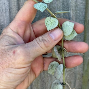 Hoya Krohniana Super Silver - 6”Cutting