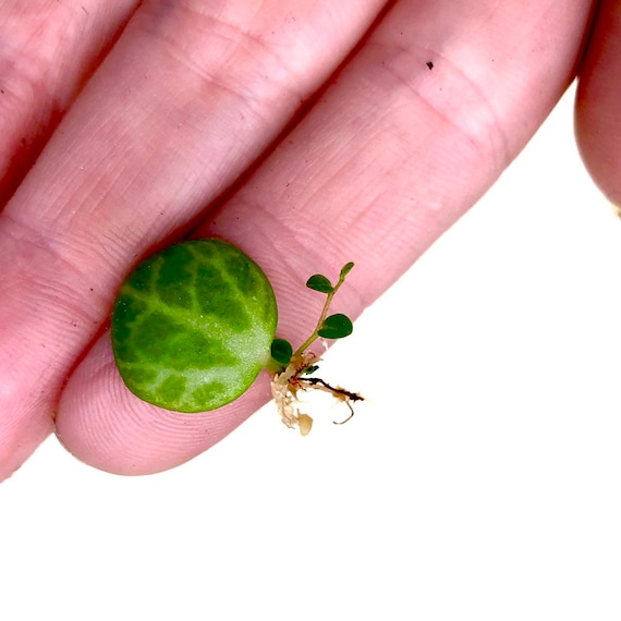 Cuttings Only Grdg31 Trailing Houseplant String Of Turtles Rare Peperomia Prostrata 5 Leaf Cuttings Vines Kolhergroup Patio Lawn Garden