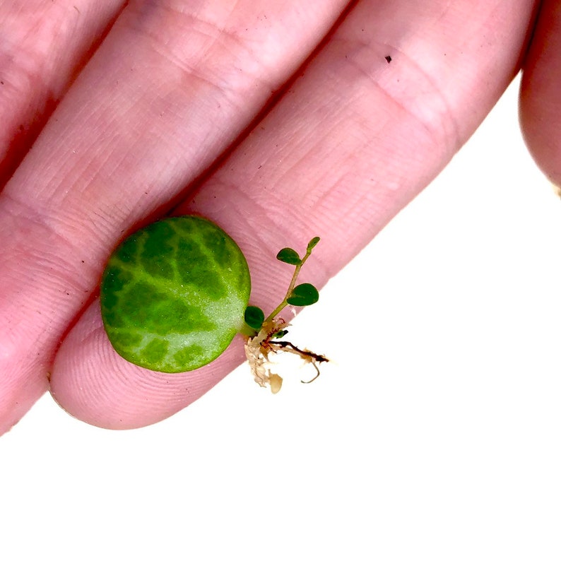 Peperomia Prostrata Turtles on a String Cuttings image 5