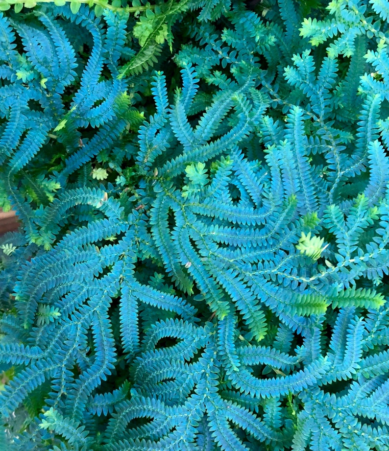 Selaginella uncinata Peacock Moss Cuttings image 2