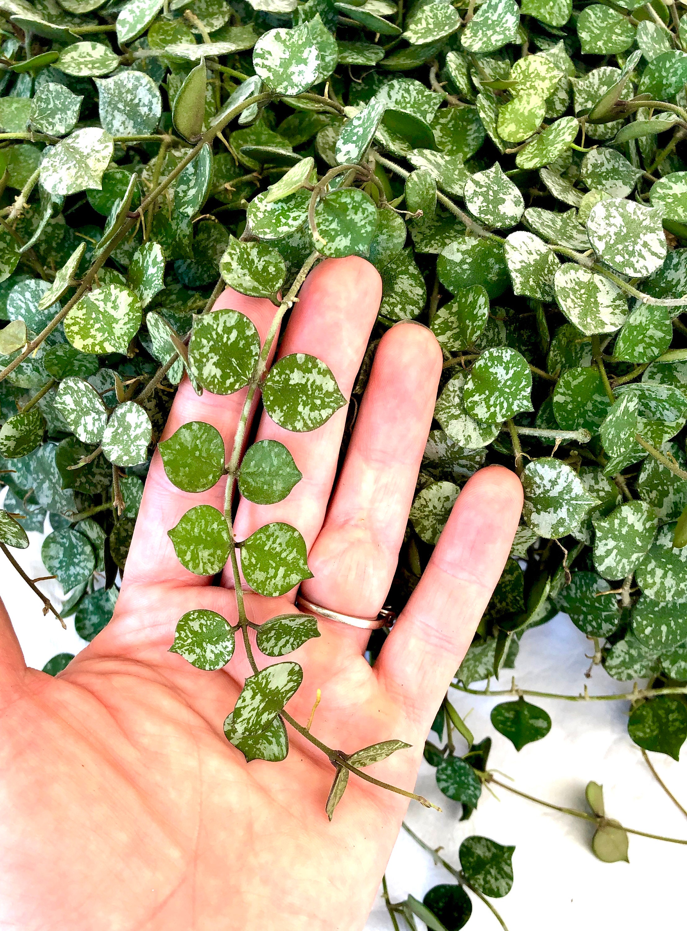 Hoya Curtisii - Cuttings