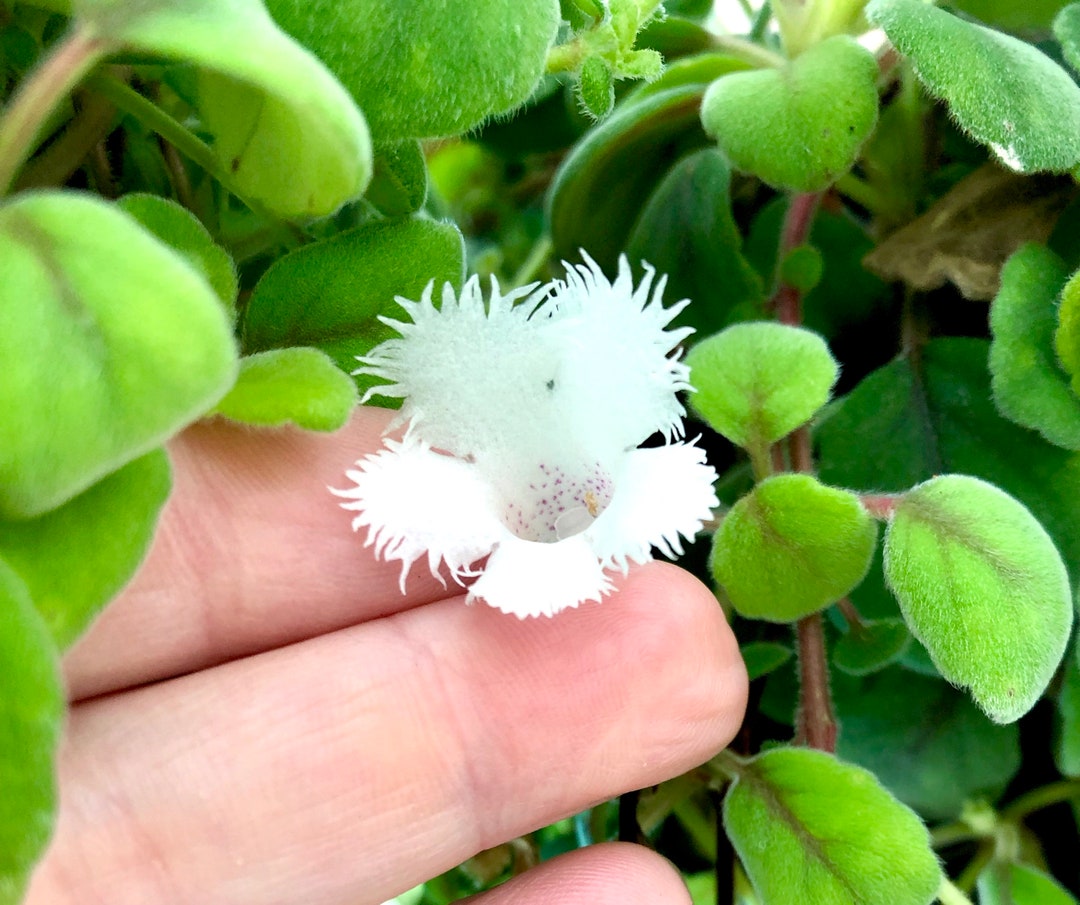 Alsobia Dianthiflora - Lace Flower Cuttings - Etsy