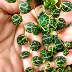 Tortues Peperomia Prostrata sur une ficelle