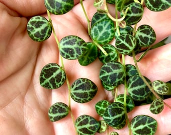 Peperomia Prostrata Turtles on a String Cuttings