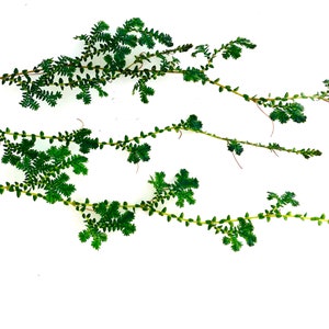 Selaginella uncinata Peacock Moss Cuttings afbeelding 3