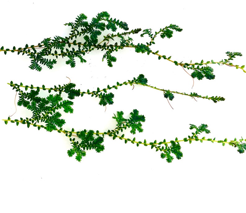 Selaginella uncinata Peacock Moss Cuttings image 3