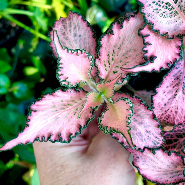 Pink Nerve Plant - Fittonia albivenis - Starter plant