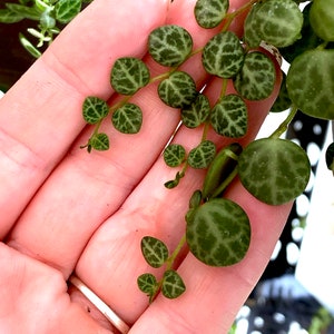 Peperomia Prostrata Turtles on a String Cuttings image 4