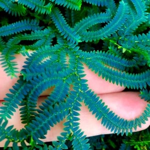 Selaginella uncinata - Peacock Moss - Cuttings