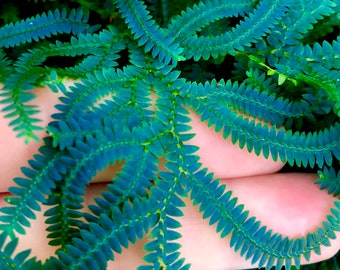 Selaginella uncinata - Peacock Moss - Cuttings