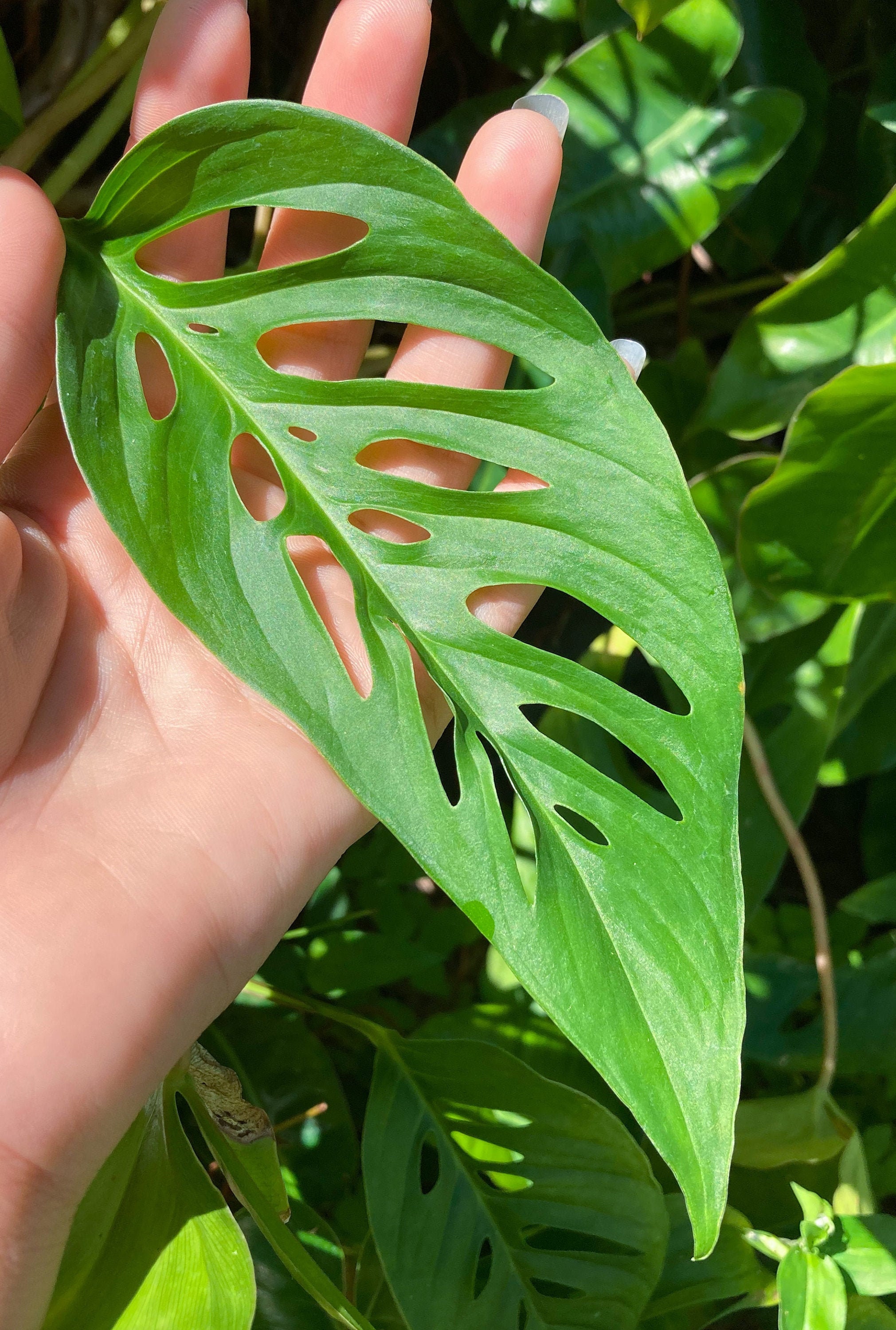 Monstera Adansonii Laniata - Cutting - Etsy