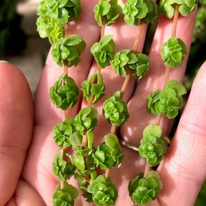 Green Baby Tears - Pilea depressa cuttings