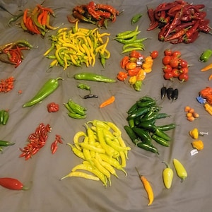 May include: An assortment of colorful peppers, including red, green, yellow, and orange varieties, are arranged on a gray surface. The peppers vary in shape and size, showcasing a variety of chili peppers.