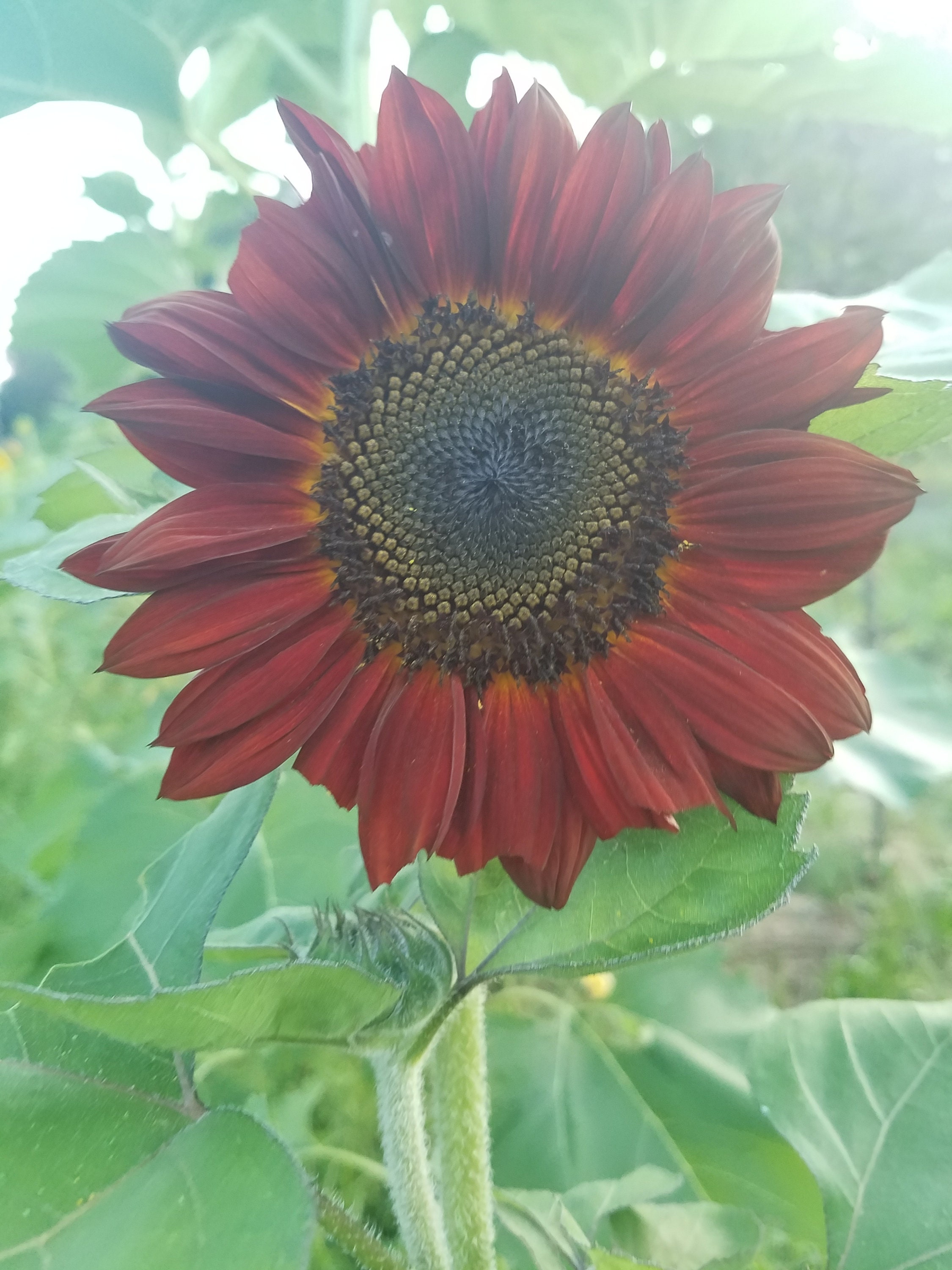 Organic Heirloom sunflower seeds open pollinated pk of 15 | Etsy